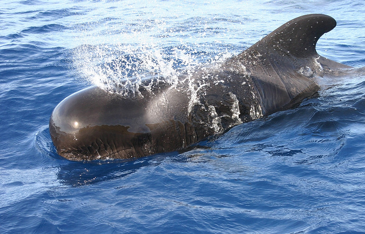 В Камбодже выросла численность пресноводных дельфинов