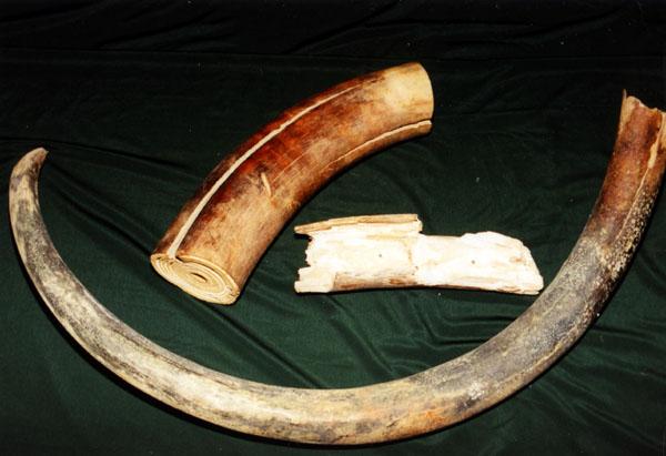 1 тонну 300 килограмм слоновой кости изъяли в Камбодже