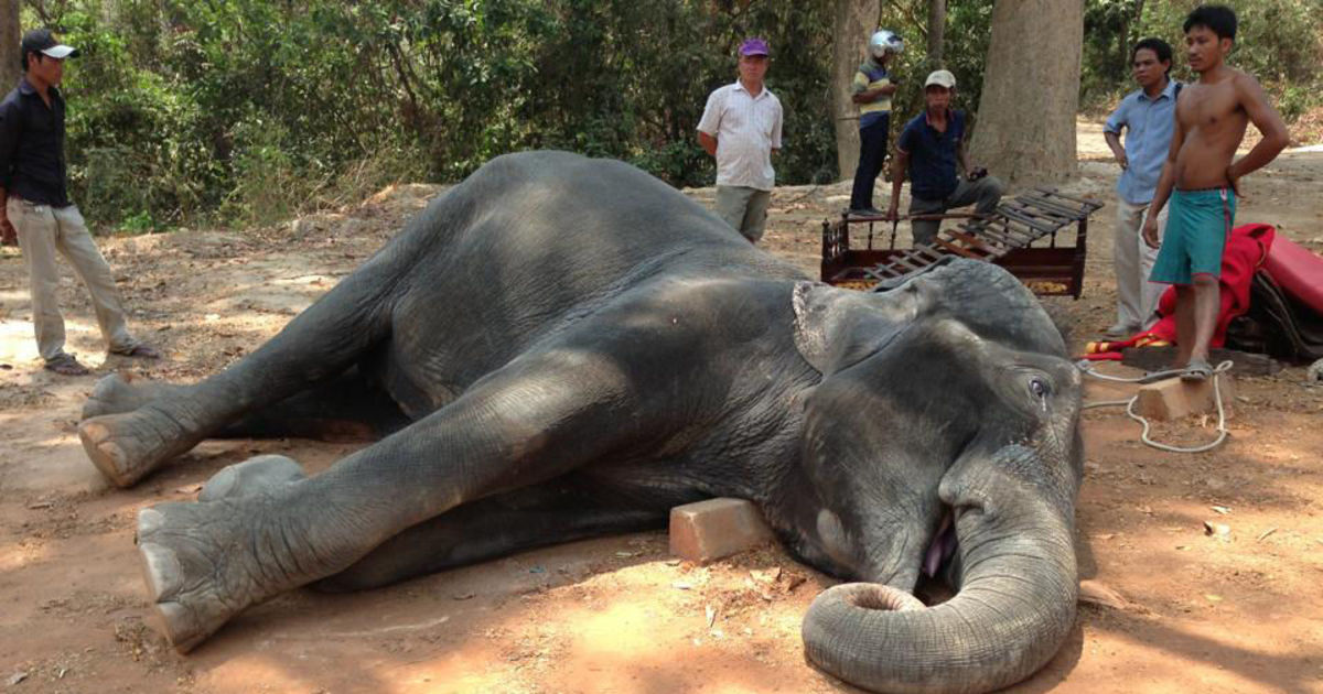 В Камбодже хозяин заморил слона голодом за побег
