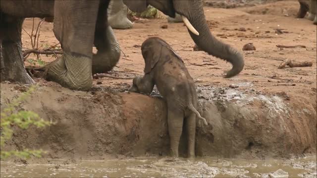 В Камбодже спасли 11 слонов из грязевого кратера