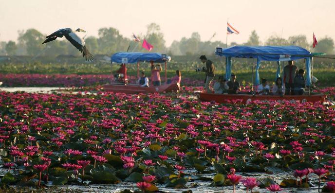 Озеро Красного Лотоса заманило туристов Таиланда в свои воды