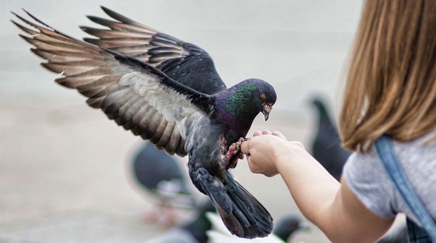 Власти Таиланда запретили подкармливать голубей