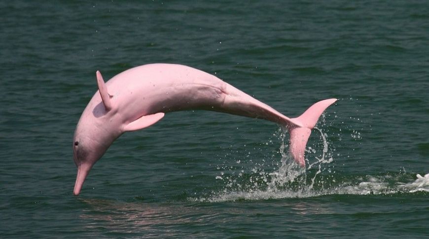 Жизнь в розовом цвете: у берегов Таиланда заметили дельфинов с необычным окрасом