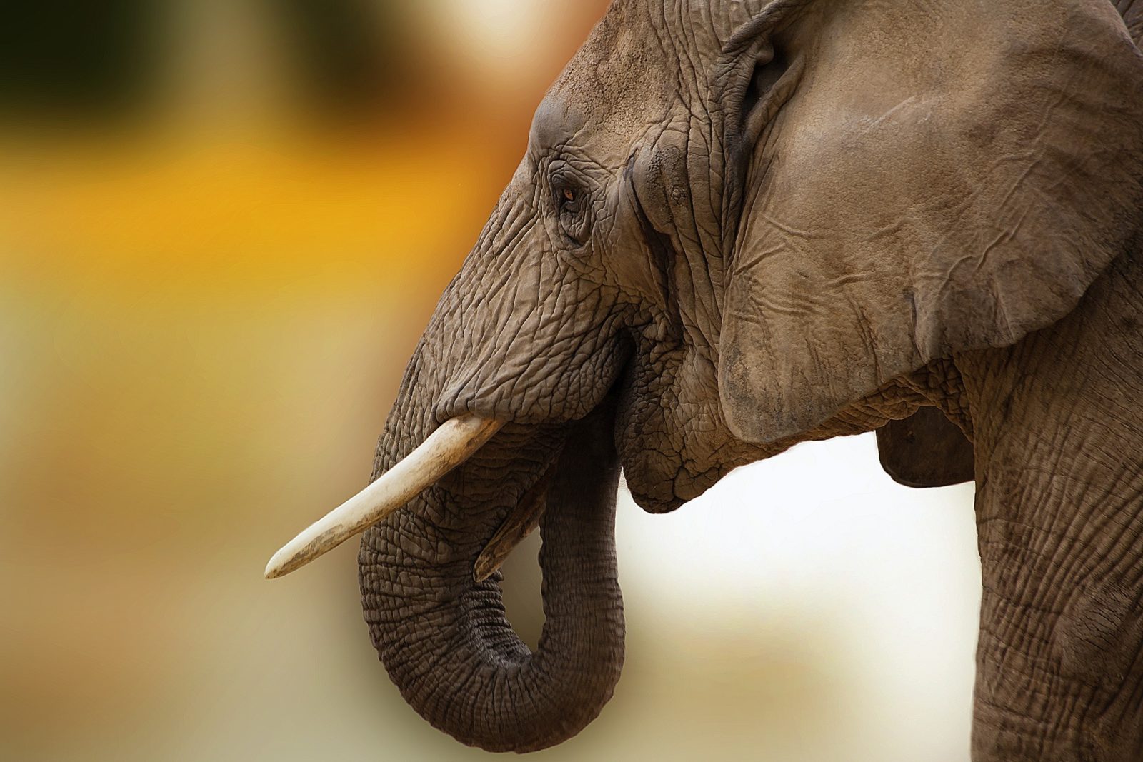 Дикий слон пронзил бивнем туриста в Таиланде