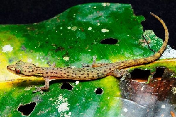 Российский студент обнаружил в Таиланде ранее неизвестный науке вид гекконов