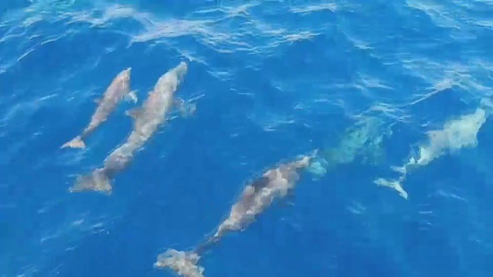 Большая стая дельфинов замечена у Симиланских островов