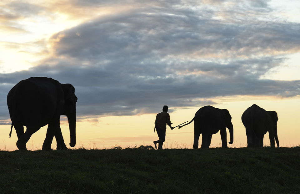 Слоны в Таиланде лишились работы из-за пандемии и теперь уходят на волю