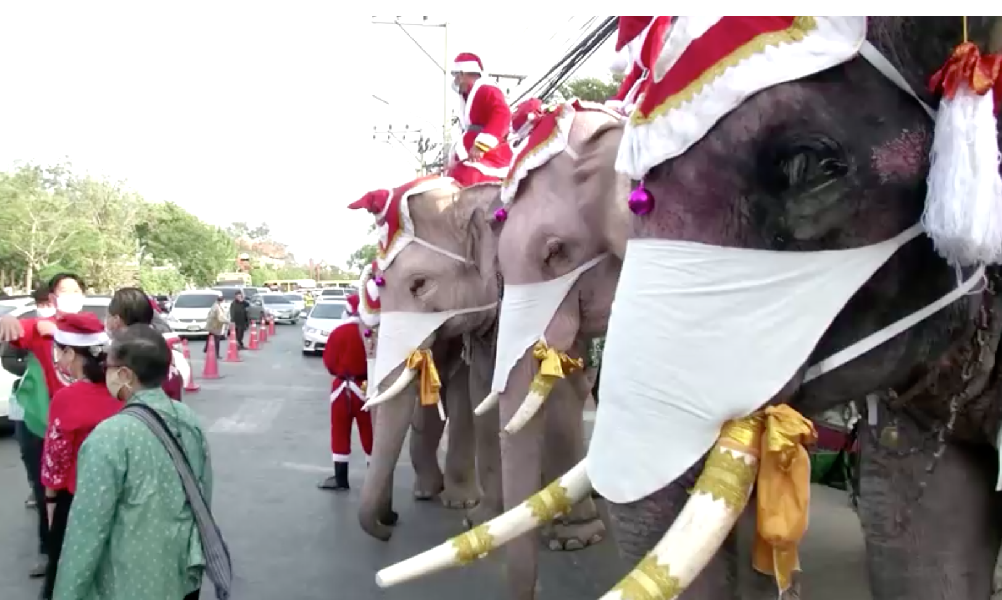 В Таиланде слоны переоделись Санта-Клаусами и отправились в школы