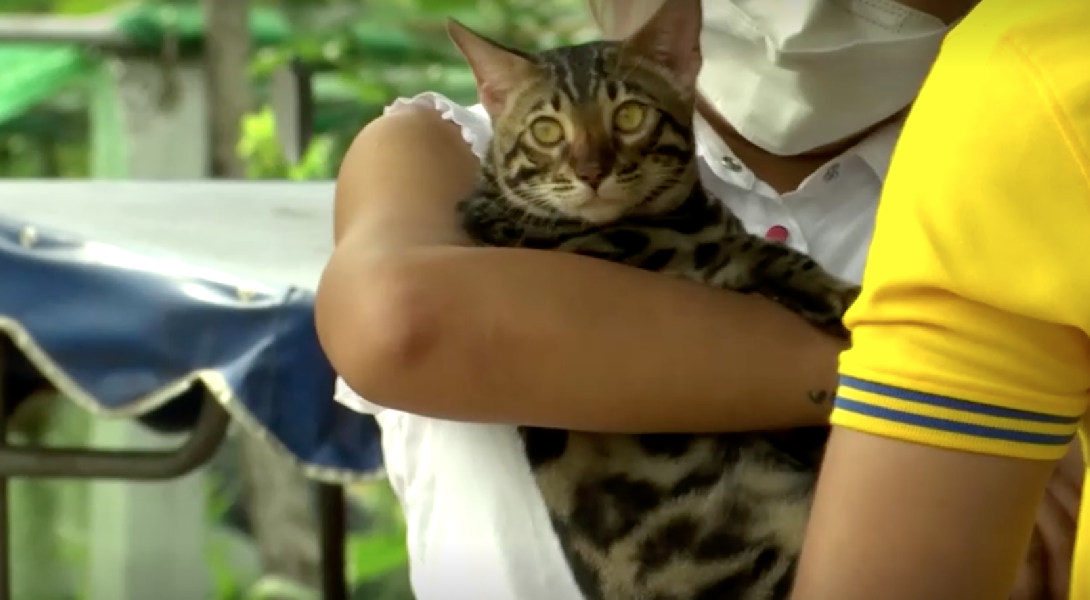 В Таиланде 6 котов ушли с молотка за 3 тысячи долларов на аукционе, организованном полицией