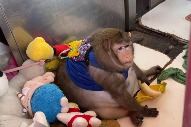 В Таиланде ветеринары прописали обезьяне строгую диету