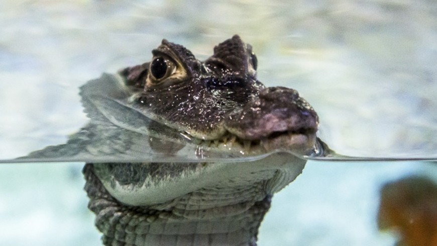 В Камбодже обнаружено гнездо с яйцами редкого сиамского крокодила