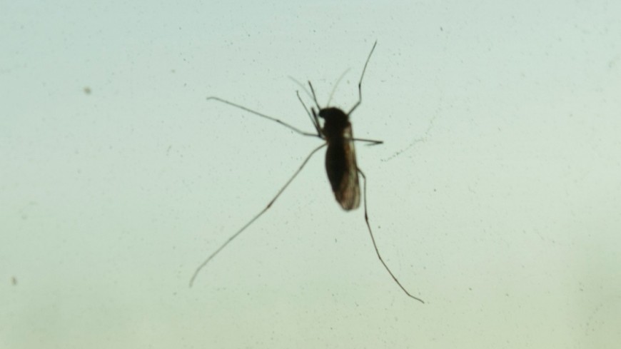 В Таиланде изобрели средство от комаров-переносчиков смертельного заболевания