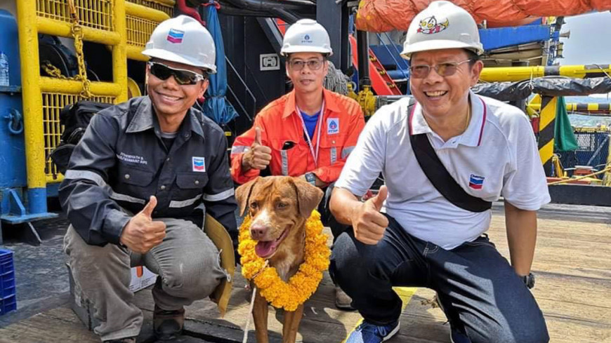 В заливе Таиланда спасли собаку, которая находилась в 200 километрах от берега