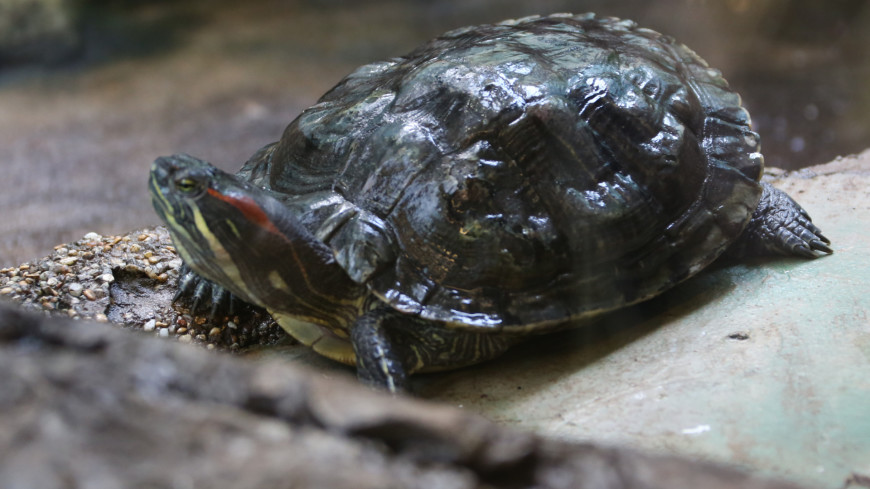 Черепахи в Таиланде начали активно размножаться в отсутствие туристов