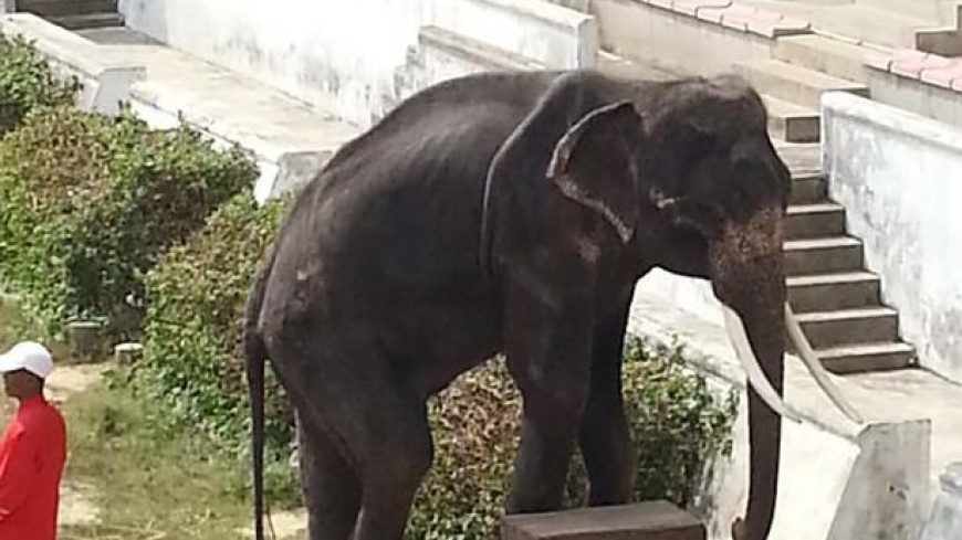 Худой слон в зоопарке шокировал соцсети