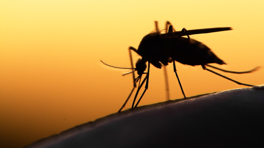 Комаров будут истреблять в Таиланде из-за роста заболеваний лихорадкой денге