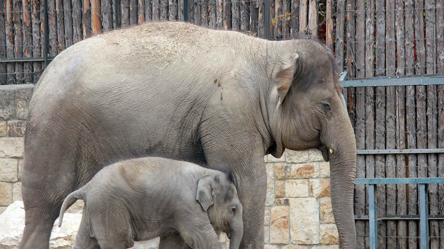 В Таиланде появился музей с игровой площадкой для слонов
