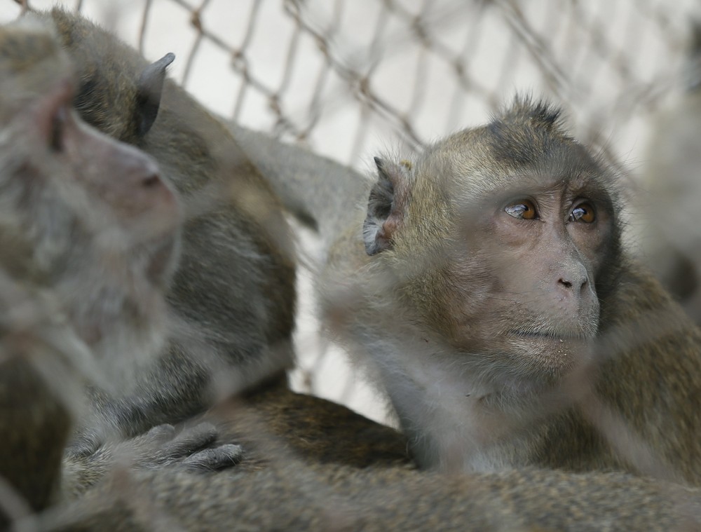 Таиланд наращивает усилия по контролю популяции обезьян