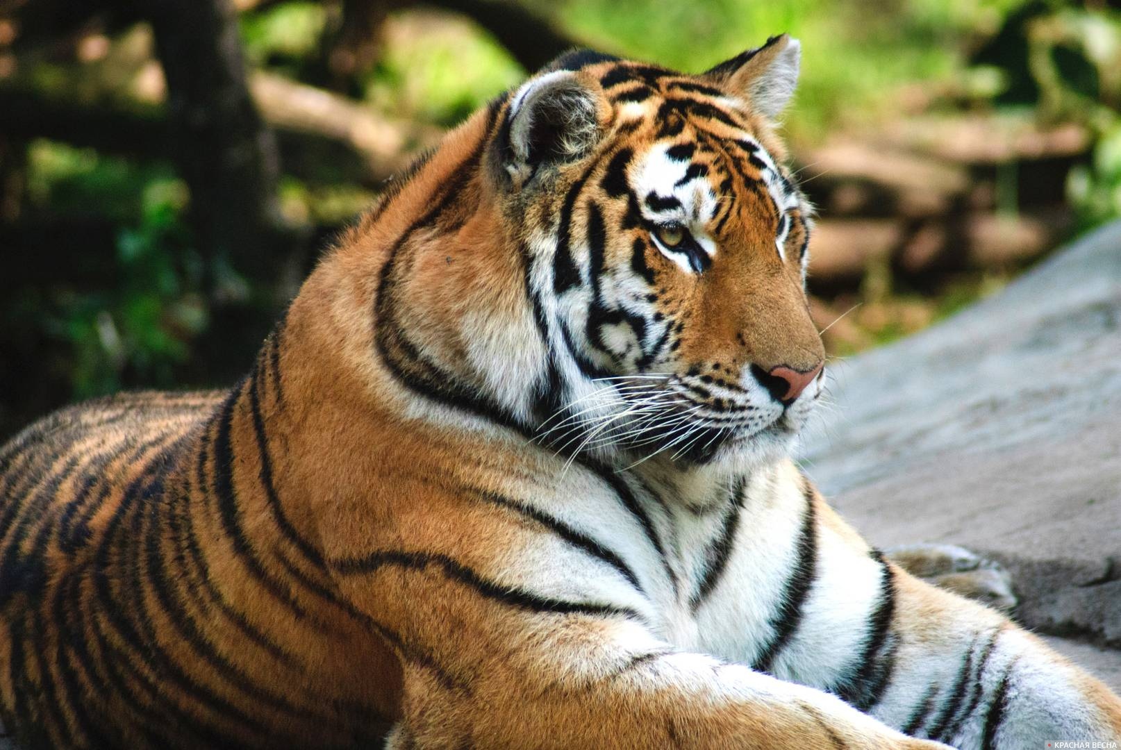 В Камбоджу будут переселены тигры из Индии