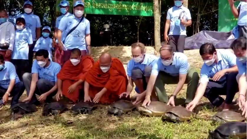 В Камбодже в дикую природу выпустили редких королевских черепах