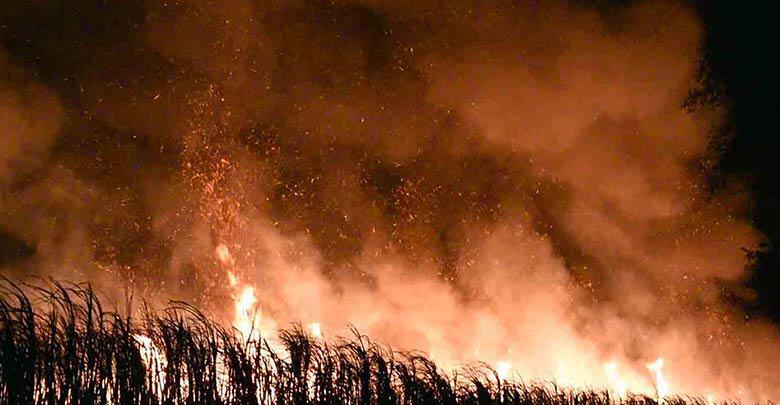 Сжигание сахарного тростника погрузило половину Таиланда и Паттайю в сумеречную мглу