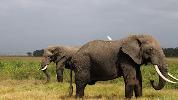 Таиланд впервые с 2009 года разрешил экспорт слонов