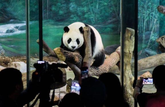 Китайские эксперты взялись за расследование смерти известной панды в Таиланде
