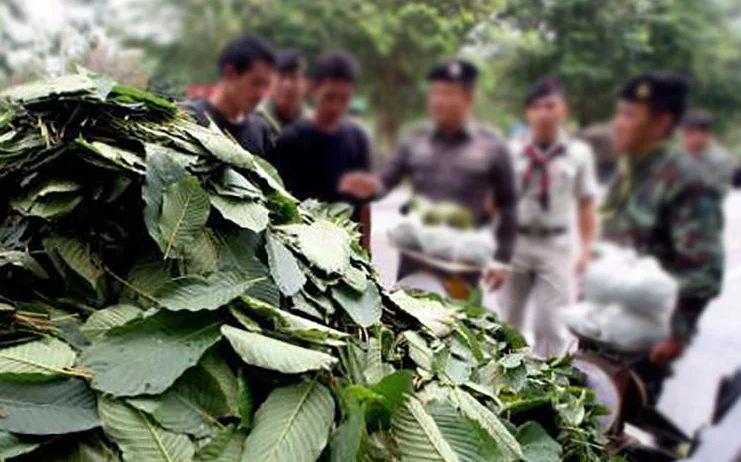 Власти Таиланда намерены легализовать растение кратом в определенных районах страны