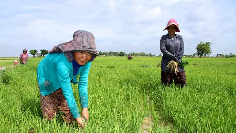 Евросоюз ввел пошлину на рис из Камбоджи и Мьянмы