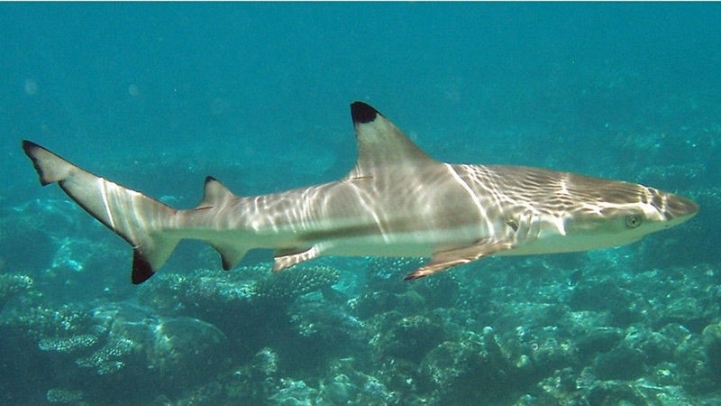 Биолог призывает Таиланд внести акул в список исчезающих видов