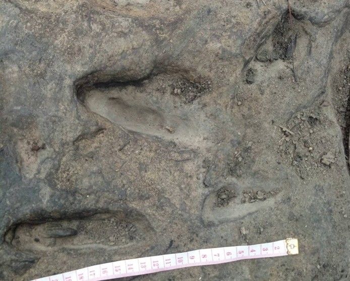 Следы динозавра обнаружили на северо-востоке Таиланда