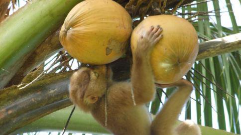 В Таиланде произошёл "кокосовый скандал" - из обезьян сделали рабов