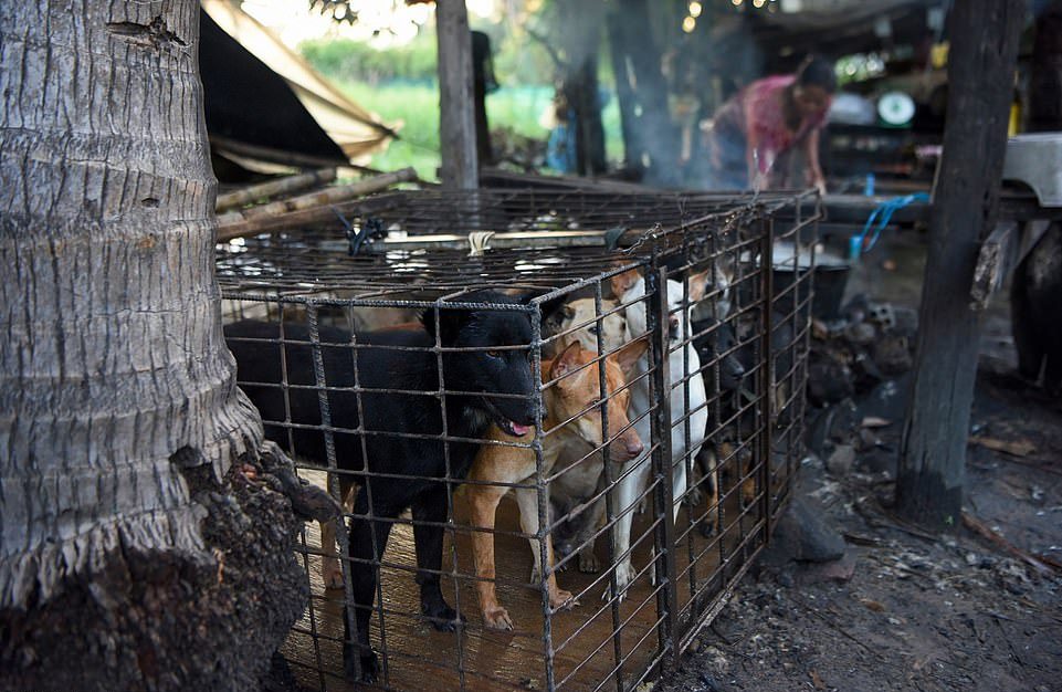 Камбоджа сделала шаг к отказу от мяса собак, несмотря на туризм