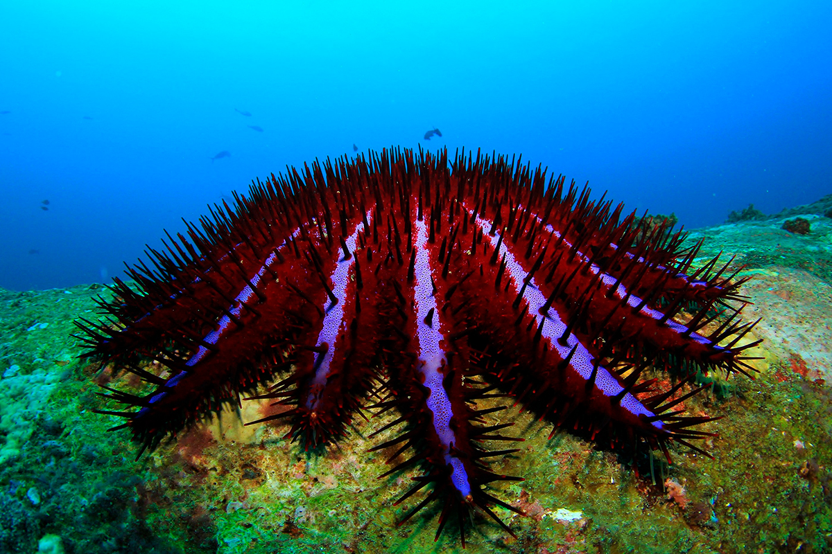 Армада морских звезд атакует кораллы Пхи-Пхи