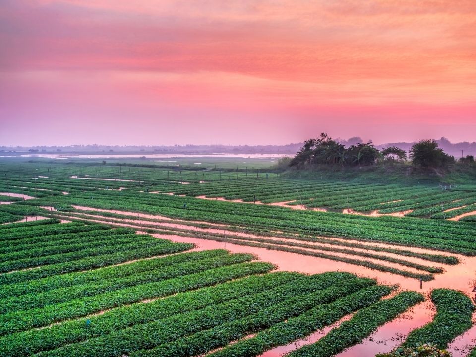 Фермеры в Камбодже начали выращивать любимый журавлями сорт риса