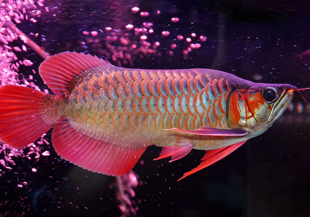В Таиланде продают аквариумную рыбку за €25 000