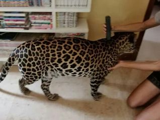 В Паттайе осудили иностранца, живущего с леопардами