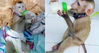 Две обезьянки оказались замешаны в торговле наркотиками
