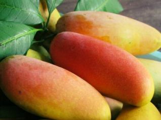 Тайские учёные выяснили, что манго защищает от рака и сердечных болезней