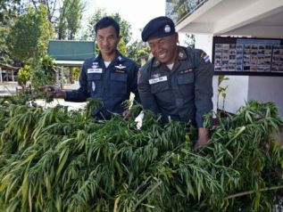 Таиланд легализовал использование травки в медицинских целях