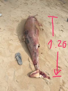 Уже третьего мертвого дельфина выбросило на пляж в Таиланде