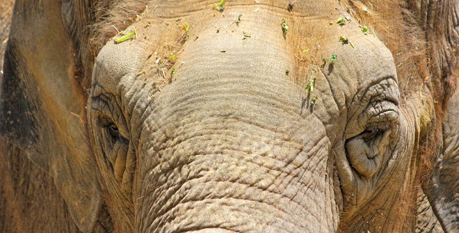 Дикий слон прилёг на автомобиль с туристами в Таиланде