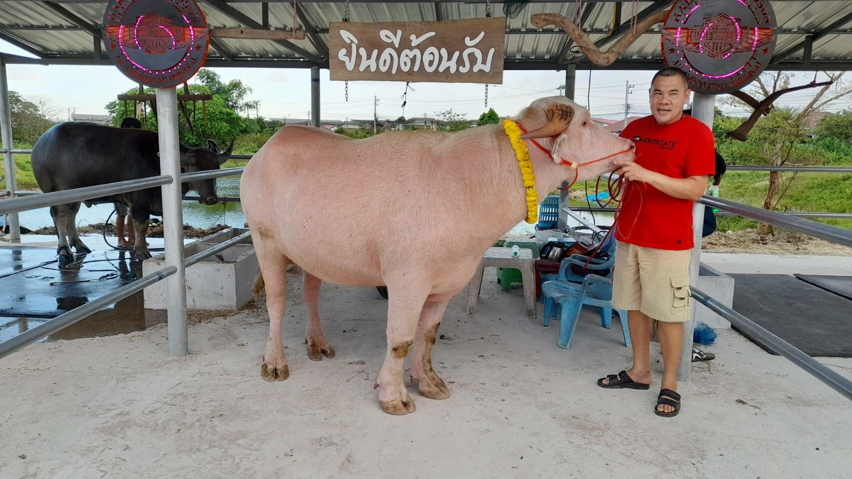 Водяной буйвол-альбинос продан за 2,5 миллиона бат на фестивале буйволов в Таиланде