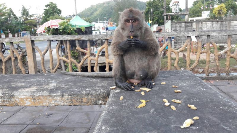 Более 200 обезьян отловили в Пхукет-Тауне во вторую волну стерилизации