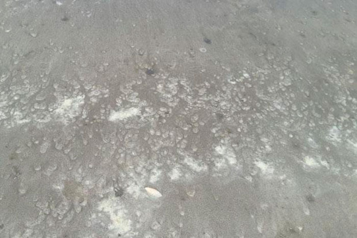 Крошечные медузы на пляже Джомтьен в Паттайе