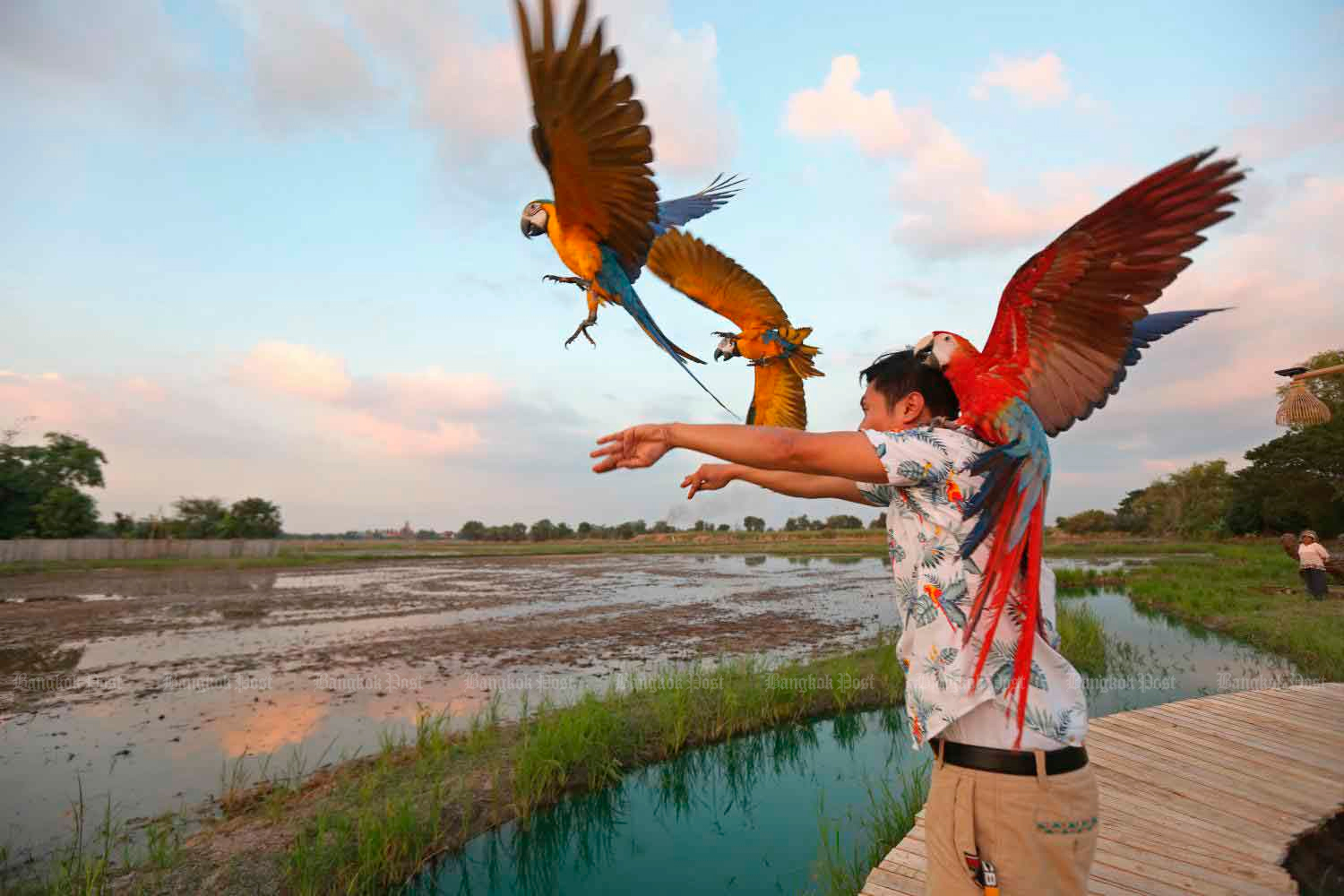 Первый фестиваль в Таиланда «Птицы в свободном полете»