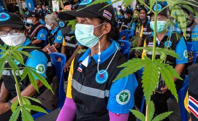 Таиланд борется с волновыми последствиями декриминализации каннабиса