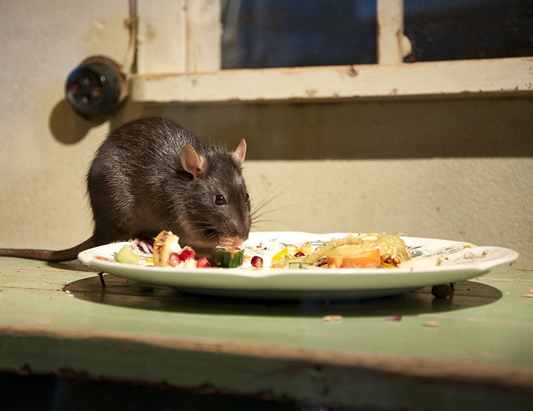 Чем закончится фотосессия для крысы с парламентской столовой Тая?