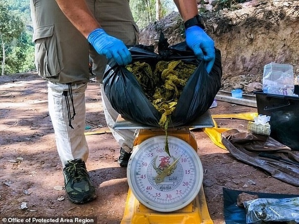 В Таиланде нашли мертвого оленя с семью килограммами пластика в желудке