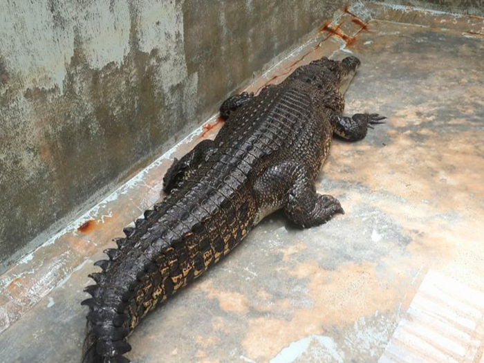 Пойманный на Пхукете крокодил впадает в депрессию